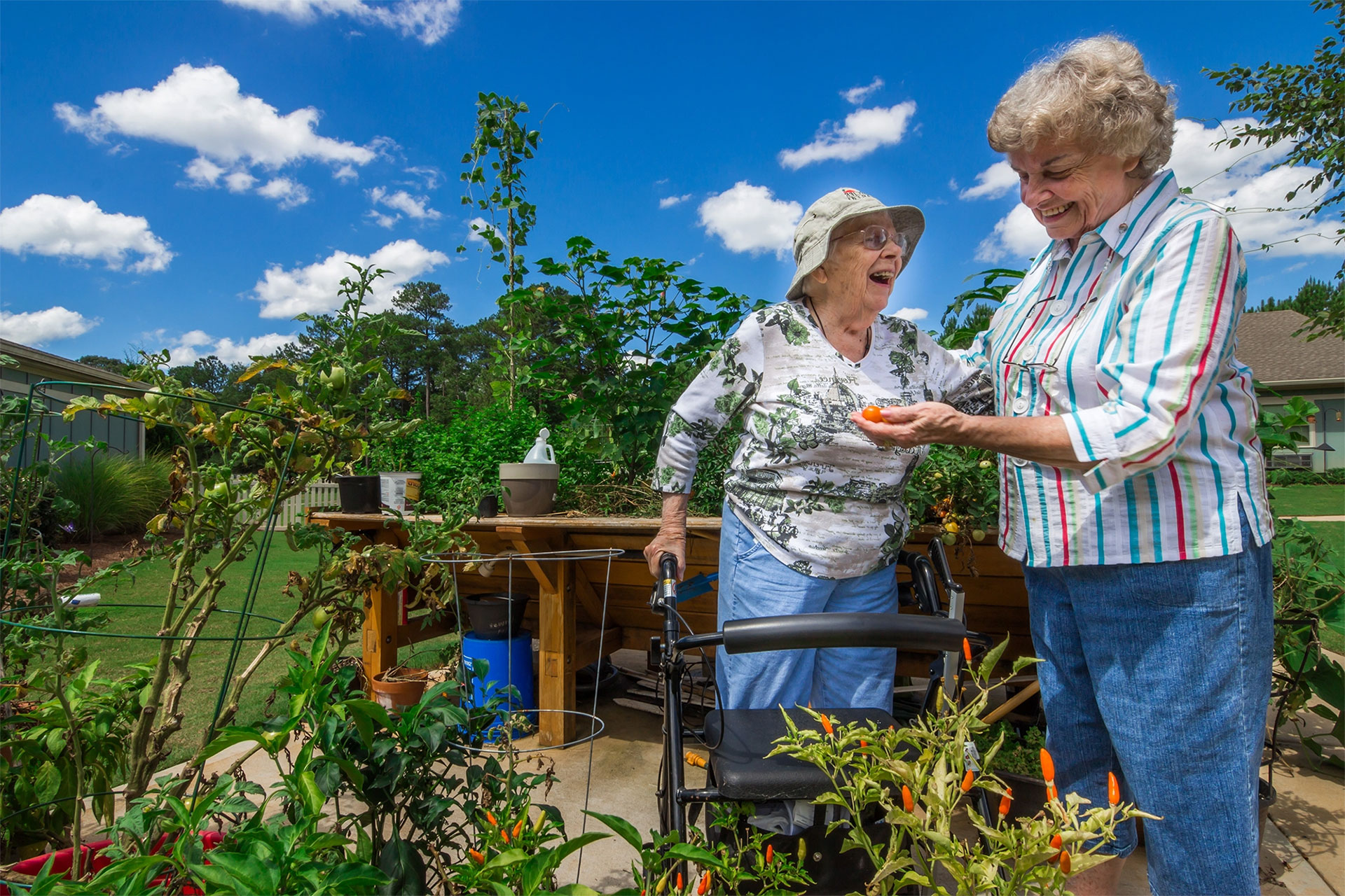 Two elderly women enjoy gardening on a sunny day.